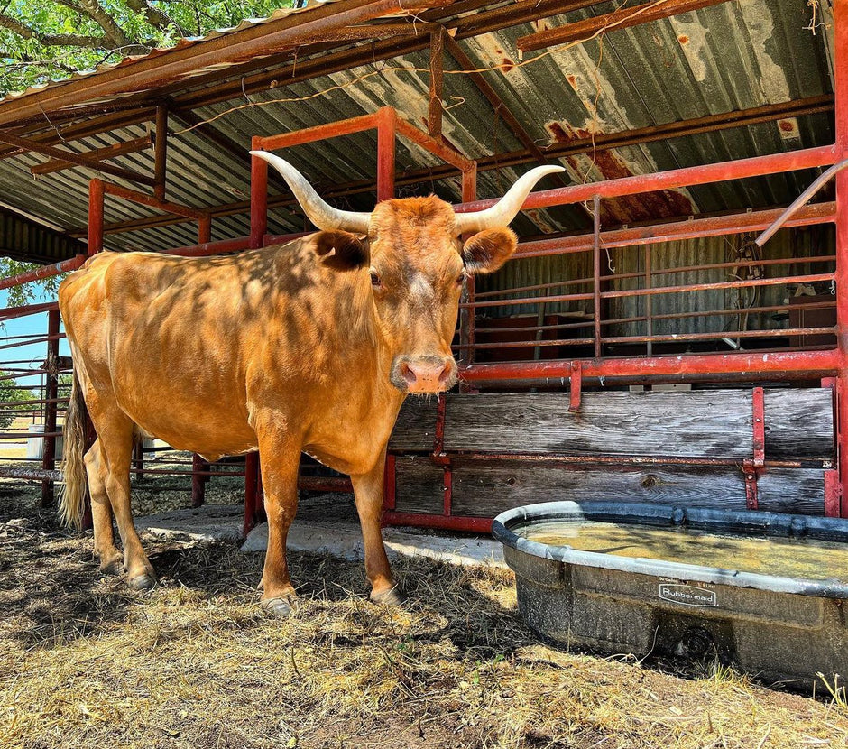 Laughlin Farm – Laughlin Farms