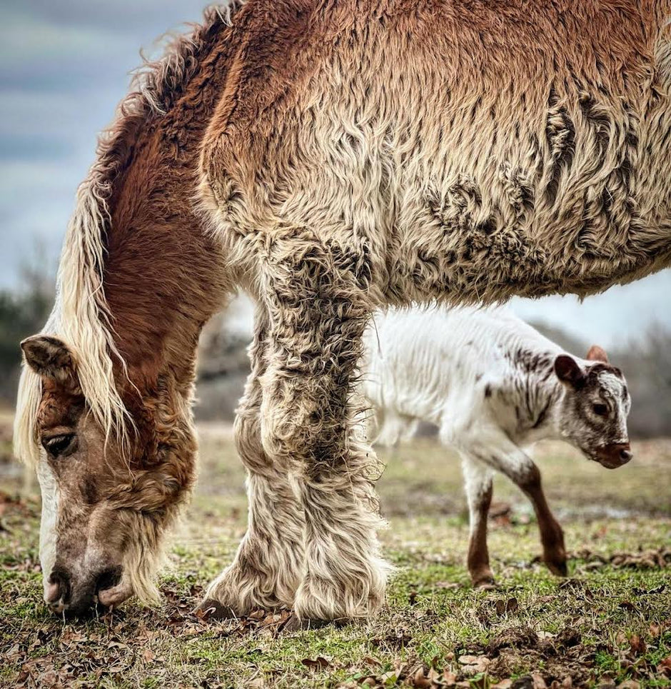 Laughlin Farm – Laughlin Farms